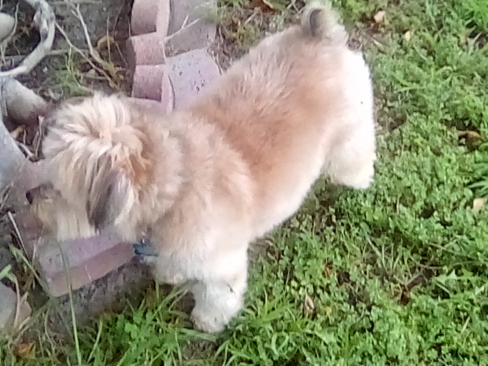 zoe profile in front yard